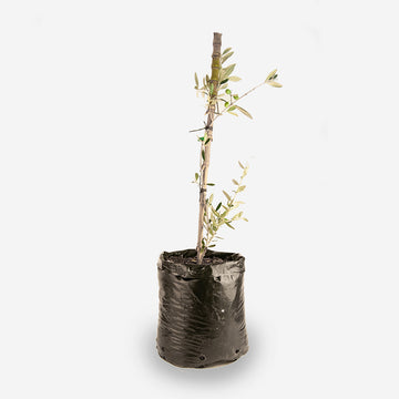 Olive Tree